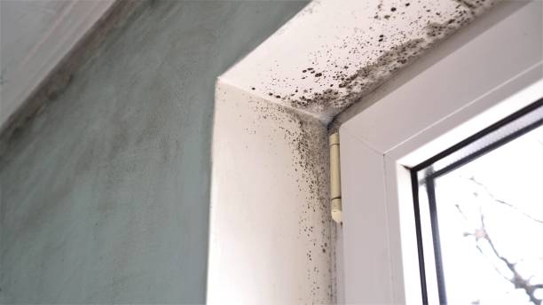 Best Residential Mold Remediation in Toppenish, WA