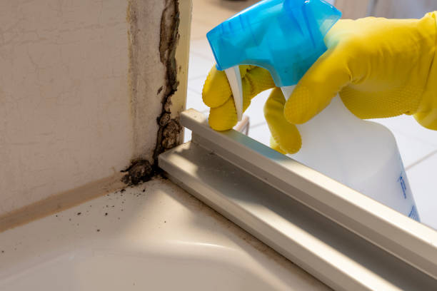 Best Mold Remediation for Specific Building Types in Toppenish, WA