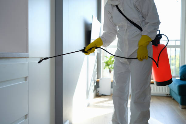 DIY Mold Remediation Support Services