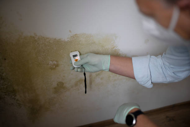 Best Localized Mold Remediation (e.g., coastal areas, humid climates) in Toppenish, WA