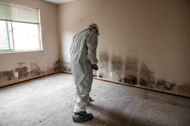 Best Post-Flood Mold Remediation in Toppenish, WA