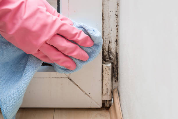 Best Attic Mold Remediation in Toppenish, WA